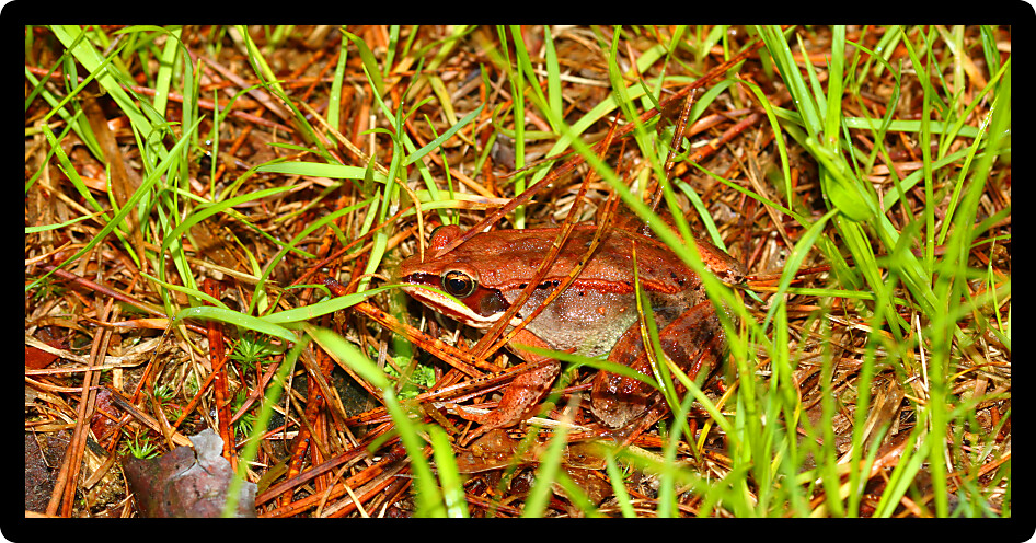 Wood Frog (Rana sylvatica) in the northwoods of Wisconsin.