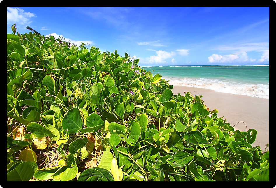 Lush vegetation grows along the coast at Anse de Sables Beach in Saint Lucia.