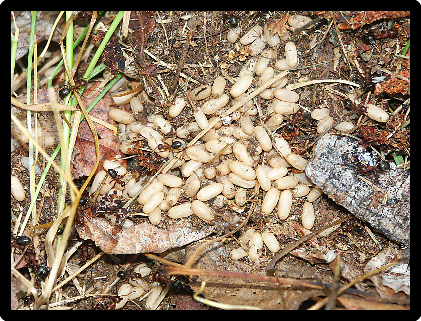 Colony of ants guard the eggs in northern Wisconsin.