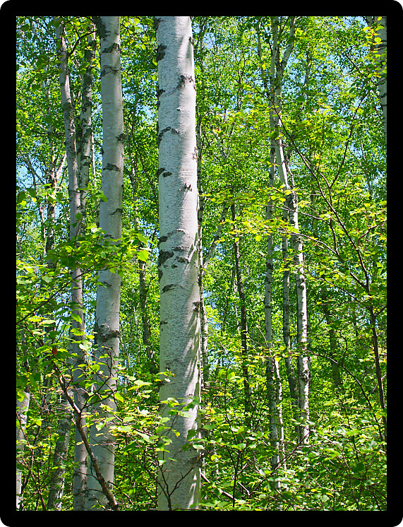 Dense stand of aspen trees at the Apostle Islands National Lakeshore in northern Wisconsin.