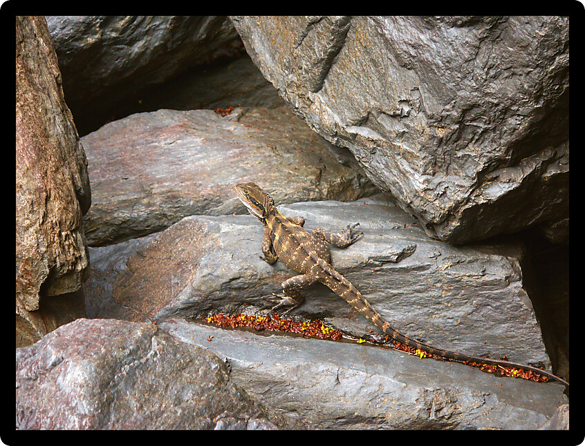 Australian Water Dragon (Physignathus lesueurii) basks on a rock in Queensland Australia.