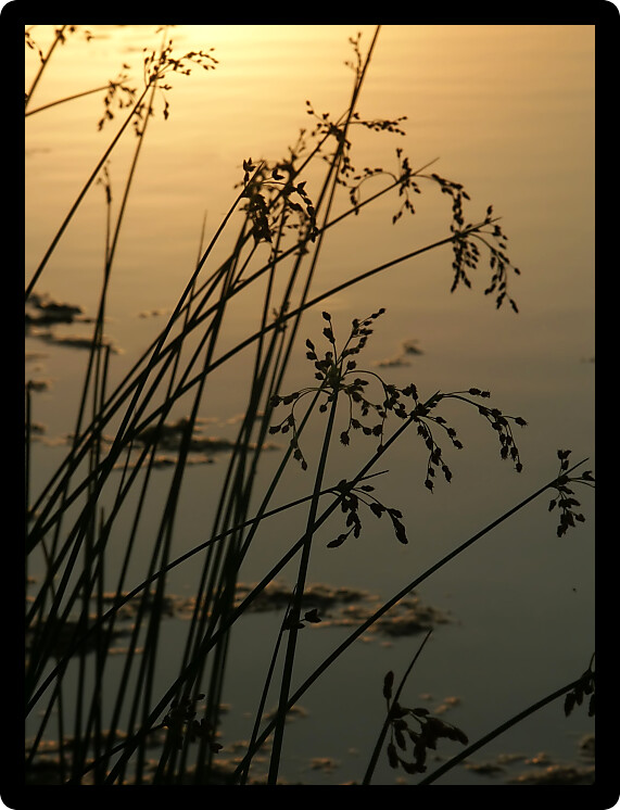 Silhouette of vegetation at Bauman Park Lake in Cherry Valley Illinois.