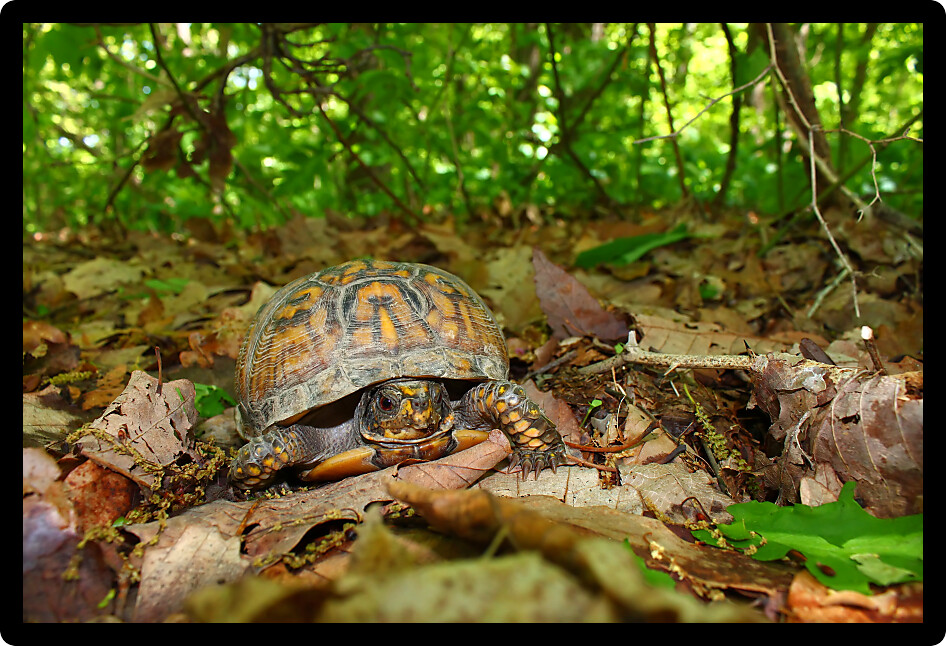 Box Turtle (Terrapene carolina) inhabiting a forest of Alabama.