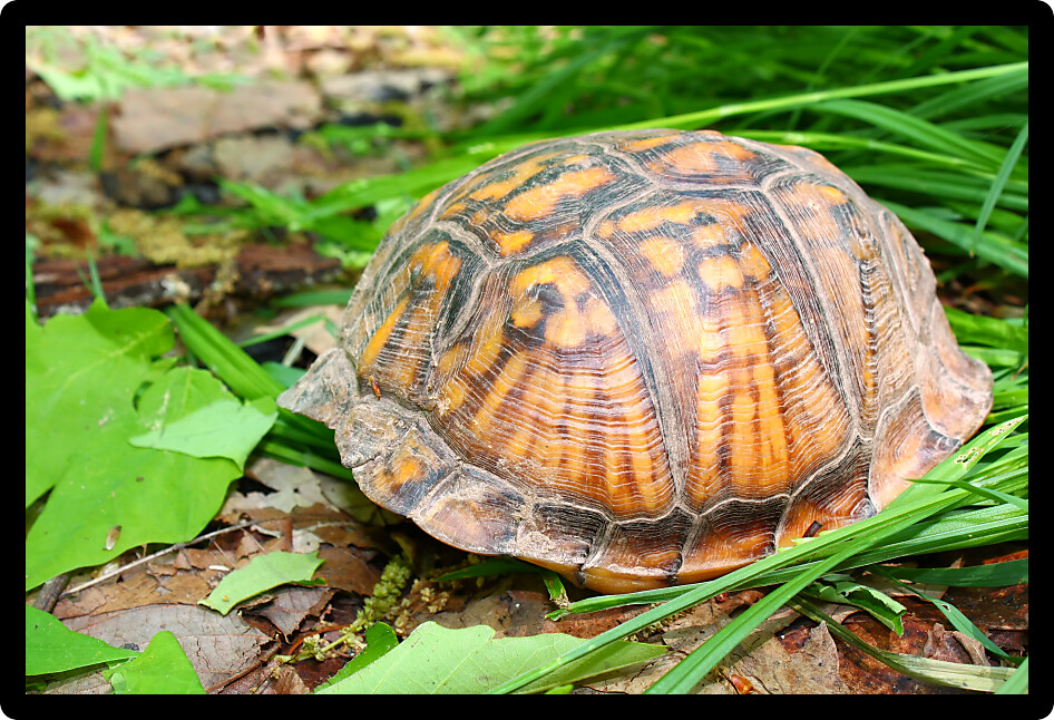 Box Turtle (Terrapene carolina) hides in her shell in Alabama.