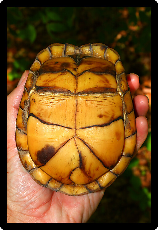 Plastron of a Box Turtle (Terrapene carolina) in northern Alabama.