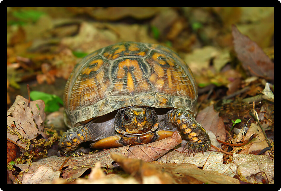 Box Turtle (Terrapene carolina) inhabiting a forest of Alabama.