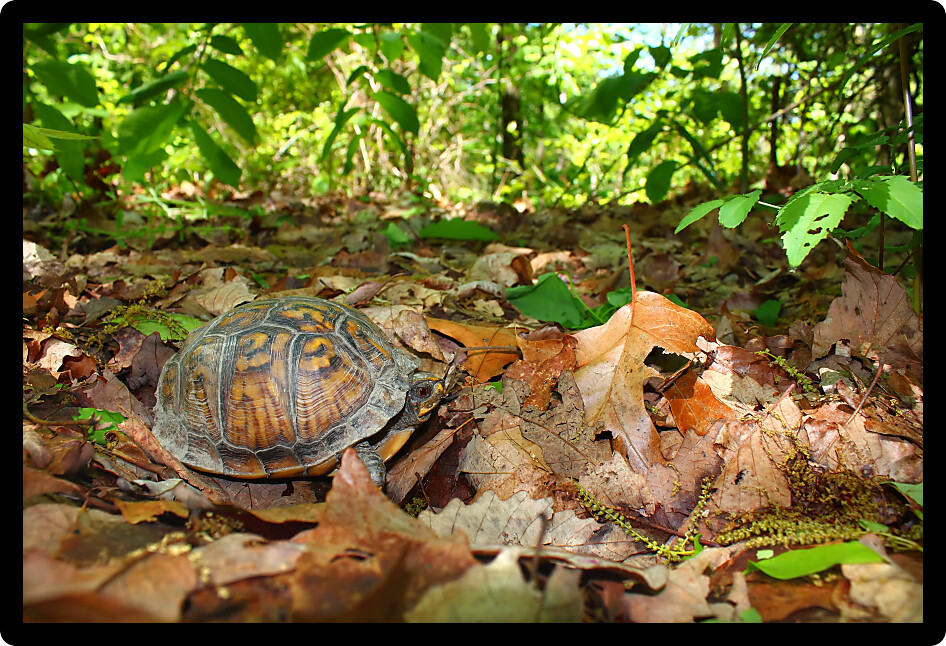 Box Turtle (Terrapene carolina) inhabiting a forest of Alabama.