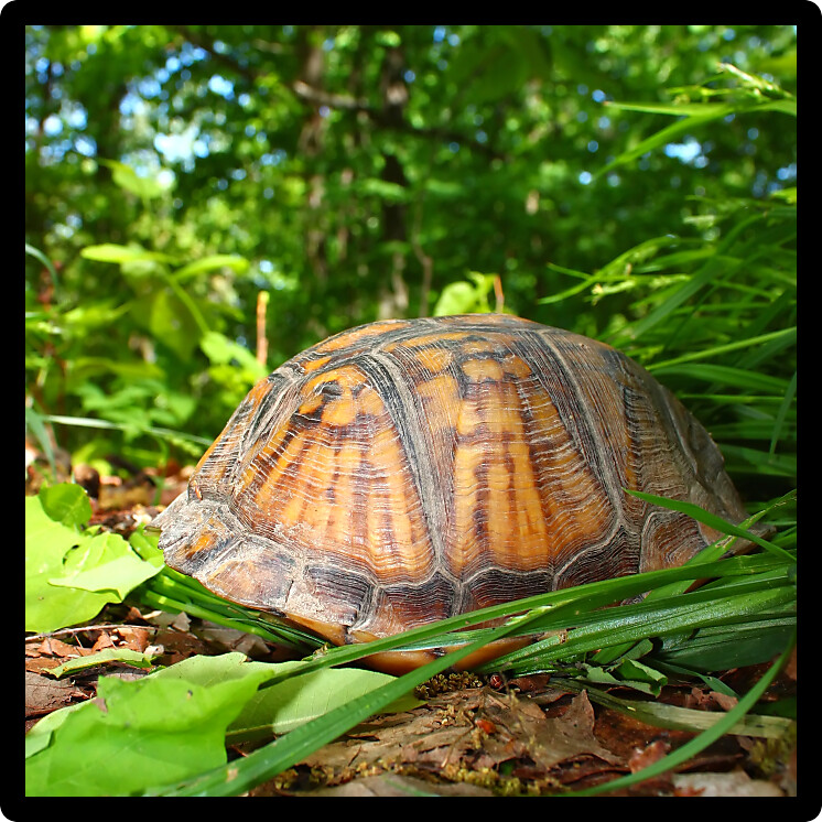 Box Turtle (Terrapene carolina) inhabiting a forest of Alabama.