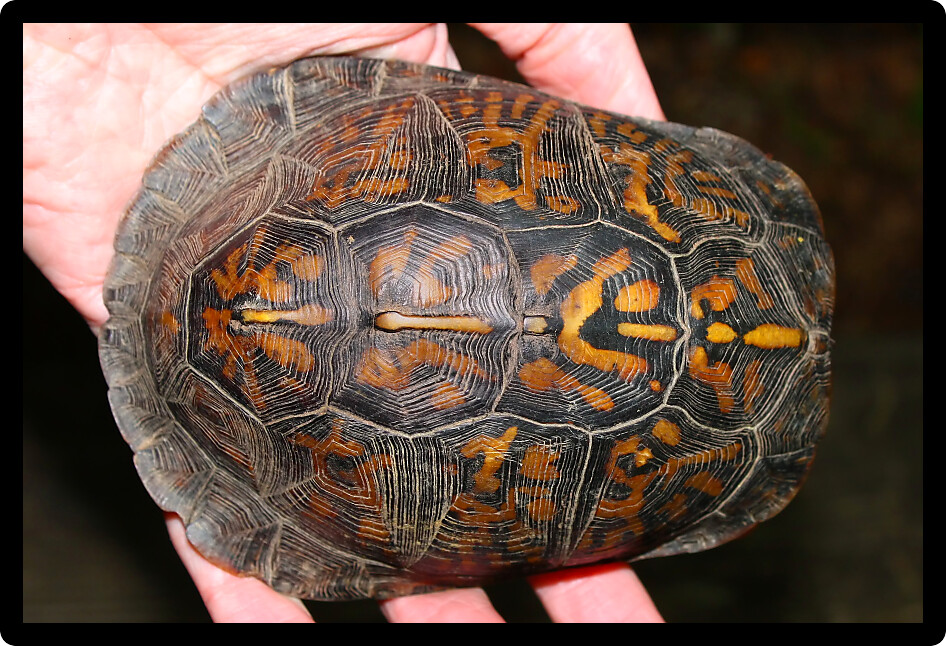 Carapace of a Box Turtle (Terrapene carolina) in northern Alabama.