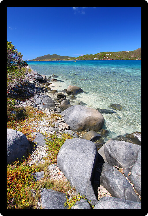 Tropical vegetation along a rocky shore in the British Virgin Islands.