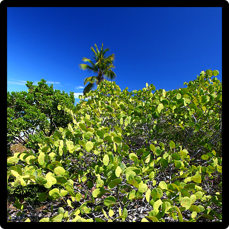 Vegetation grows on Beef Island in the British Virgin Islands.