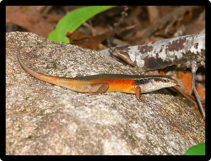Closed-litter rainbow skink (Carlia longipes) inhabiting Queensland Australia.