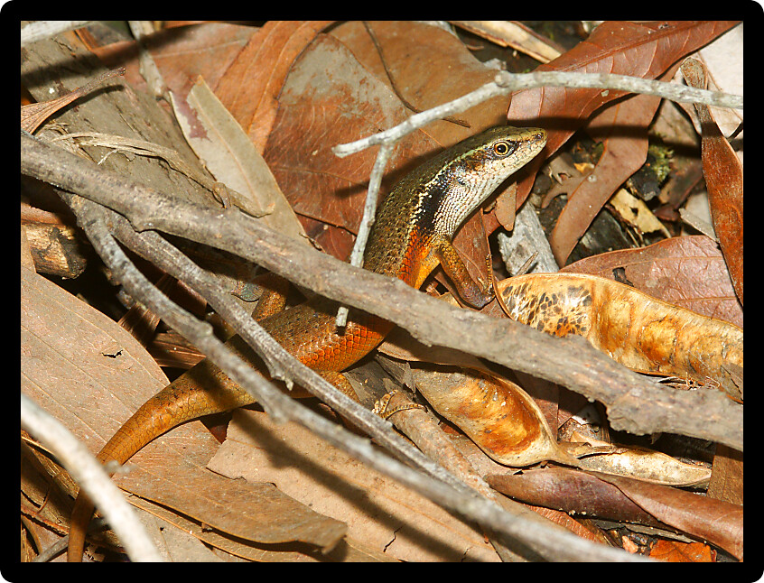 Closed-litter rainbow skink (Carlia longipes) in a Queensland Australia natural area.