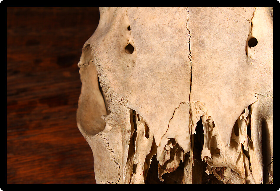 Close-up detail view of creepy deer skull.