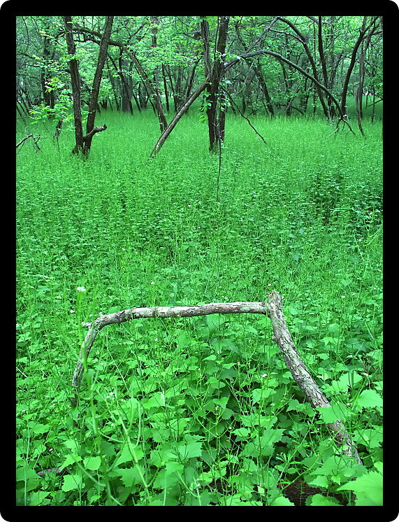 Dense understory vegetation covers the forest floor at Blackhawk Springs Forest Preserve in Illinois.