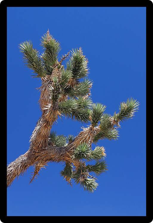 Leaves of a Joshua Tree (Yucca brevifolia) in the southern California.