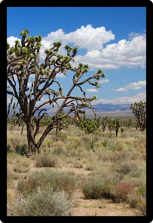 Joshua trees at the Mojave National Preserve in California.