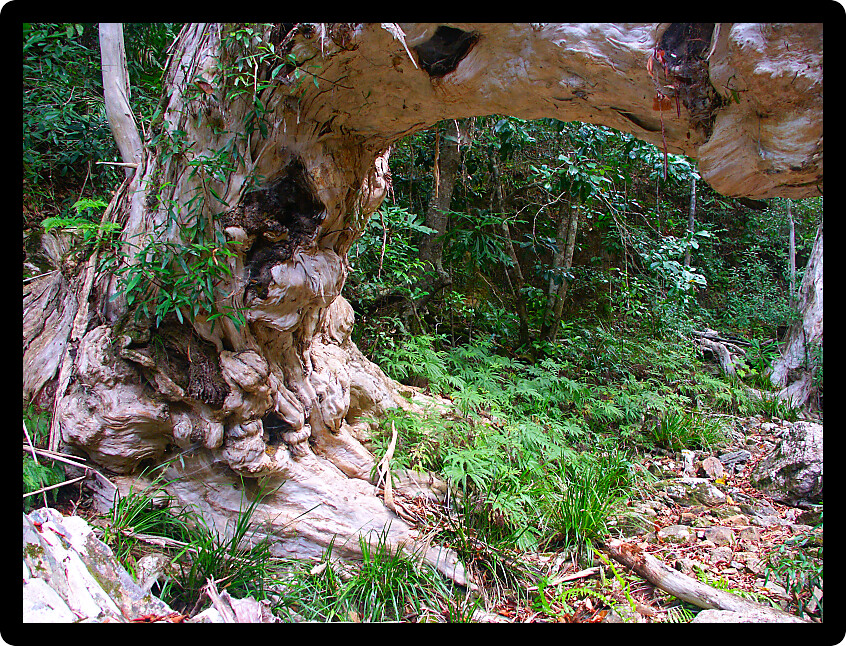 Tropical rainforest of Barron Gorge National Park near Kuranda in Queensland Australia.