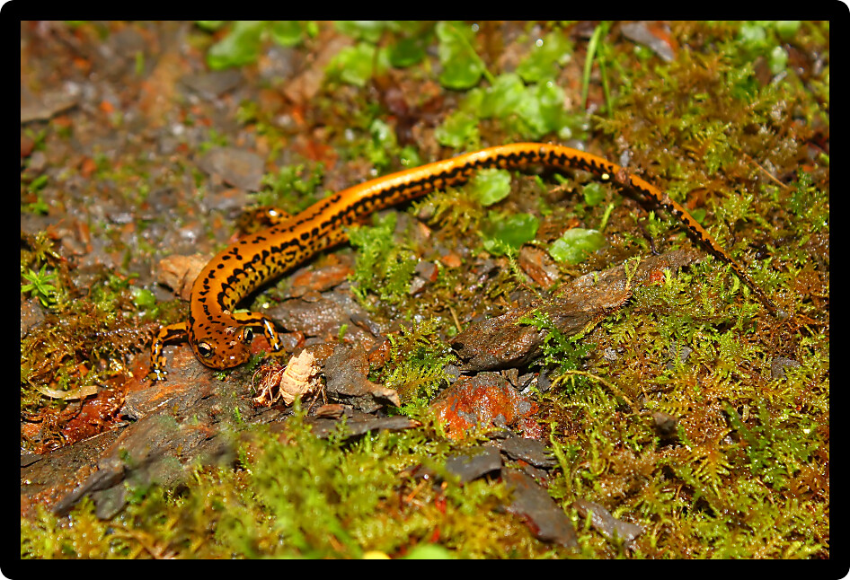 Long-tailed Salamander (Eurycea longicauda) in a natural environment of Mississippi.