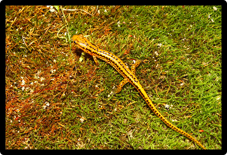 Long-tailed Salamanders (Eurycea longicauda) inhabit natural environments of northern Alabama.