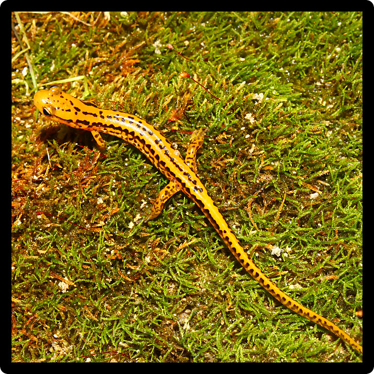 Long-tailed Salamanders (Eurycea longicauda) inhabit natural environments of northern Alabama.