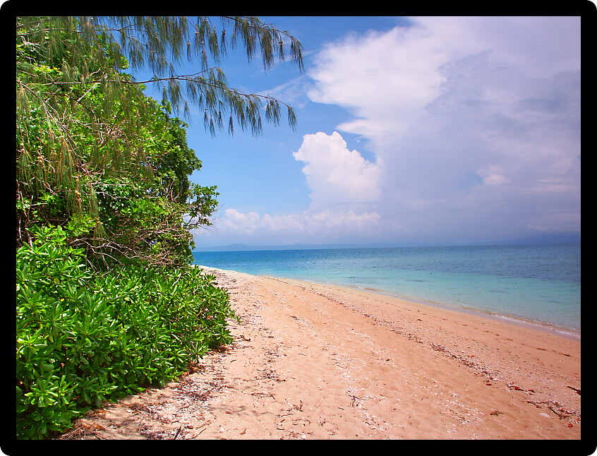 Tropical beach on the Low Isles in beautiful Queensland Australia.