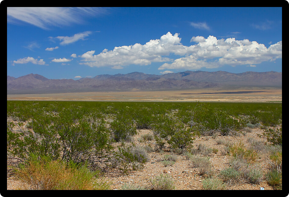 Dry desert landscape of the Mojave National Preserve in California.
