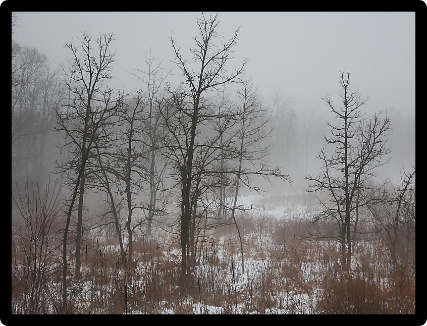 Fog creates an eerie scene at a prairie in northern Illinois.