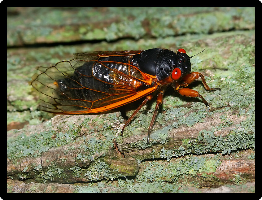 A 17-year Periodical Cicada (Magicicada septendecim) at Rock Cut State Park in northern Illinois.