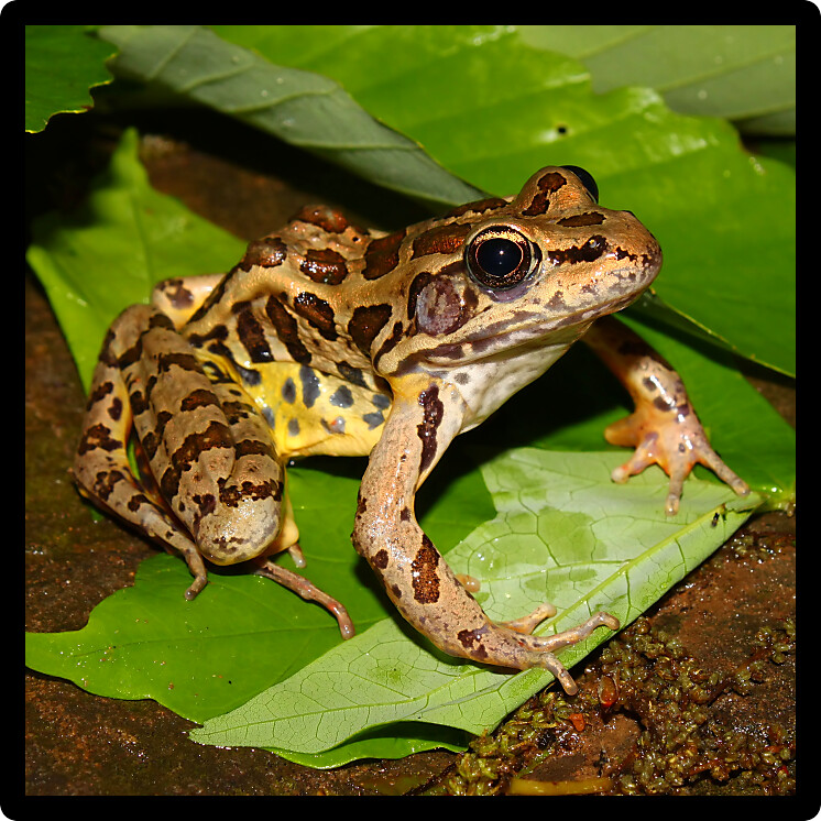 Pickerel Frog (Rana palustris) sits on the forest floor in Alabama.