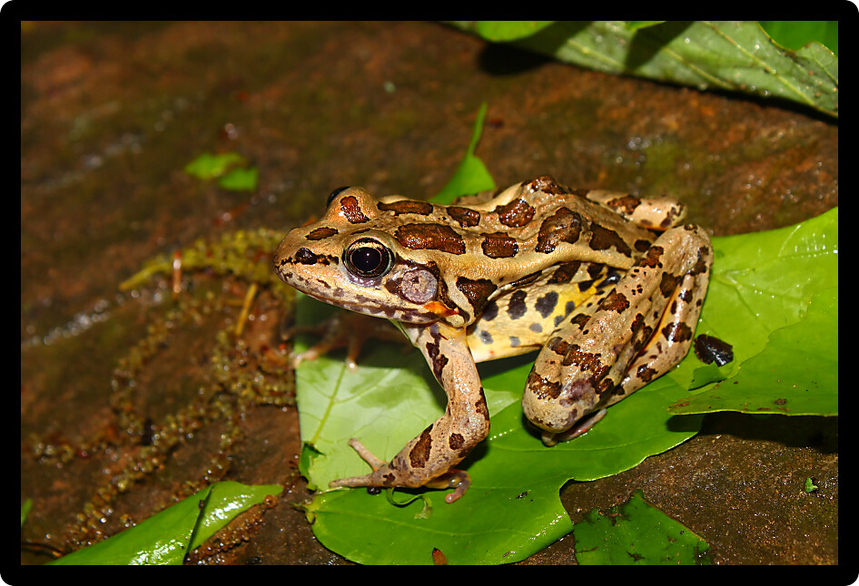 Pickerel Frog (Rana palustris) surveys the forest floor in Alabama.