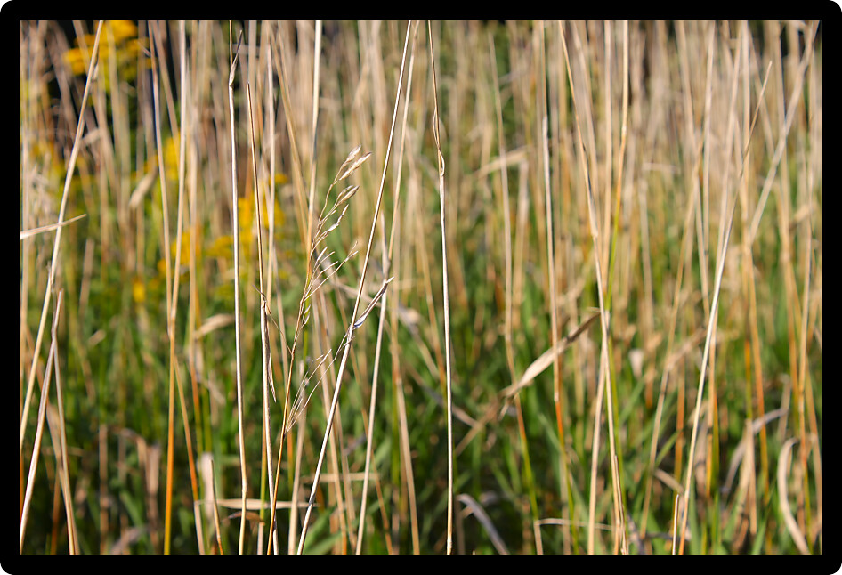 Close up of various plants in a northern Illinois prairie.