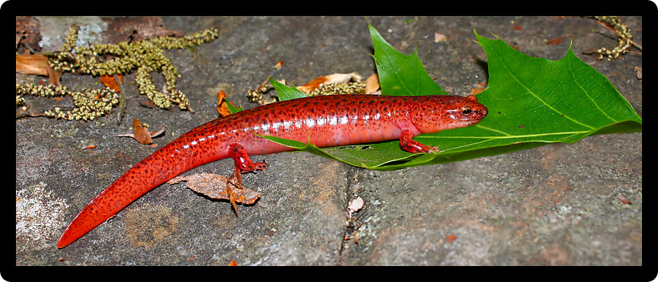 Red Salamander (Pseudotriton ruber) sits on the forest floor in Alabama.