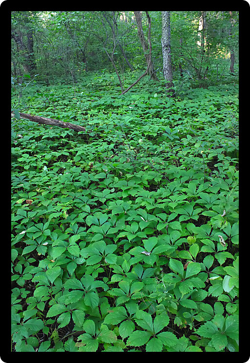 Dense understory vegetation covers the forest floor at Rock Cut State Park in Illinois.