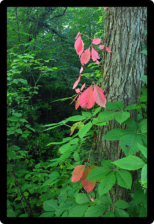 Dense understory vegetation covers the forest floor at Rock Cut State Park in Illinois.