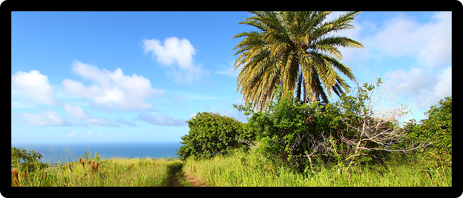 Tropical palm tree sways in the wind on the Caribbean island Saint Kitts.