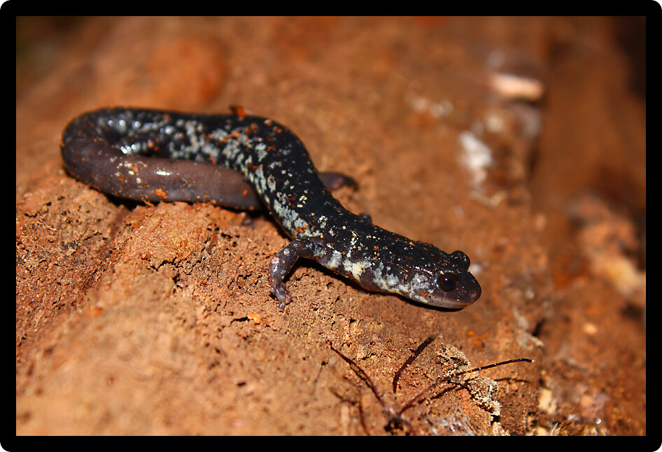 Slimy Salamander (Plethodon glutinosus) at a natural area of Alabama.