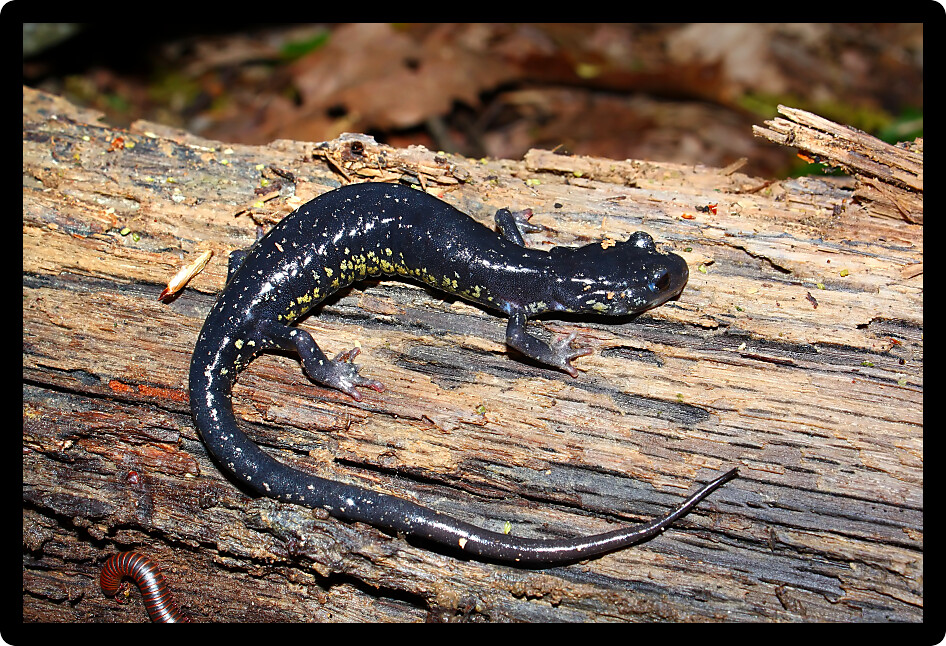 Slimy Salamander (Plethodon glutinosus) at a natural area of Alabama.
