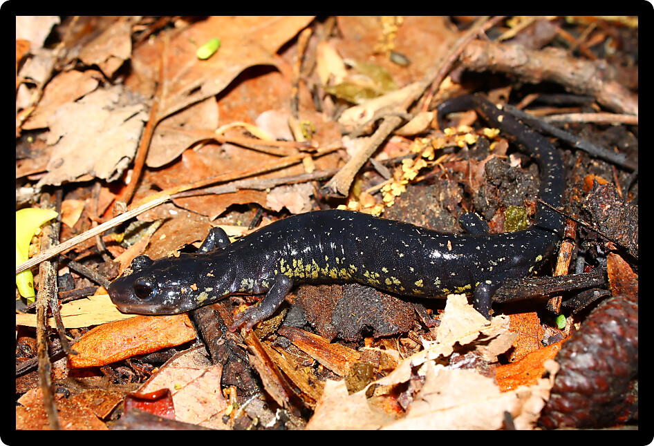 Slimy Salamander (Plethodon glutinosus) at a natural area of Alabama.