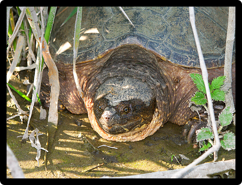 Snapping Turtle (Chelydra serpentina) at a northern Illinois natural area.