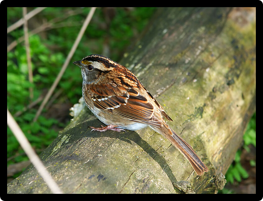 White-throated Sparrow (Zonotrichia albicollis) in a forest of Illinois.