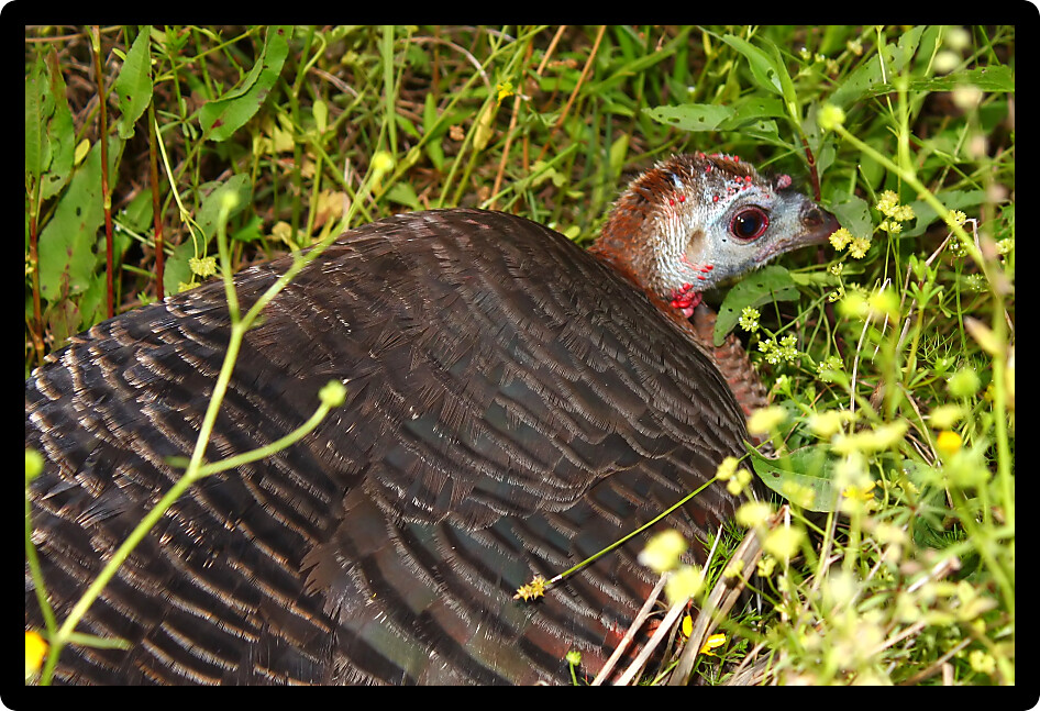 Wild Turkey (Meleagris gallopavo) hides in a prairie in northern Alabama.