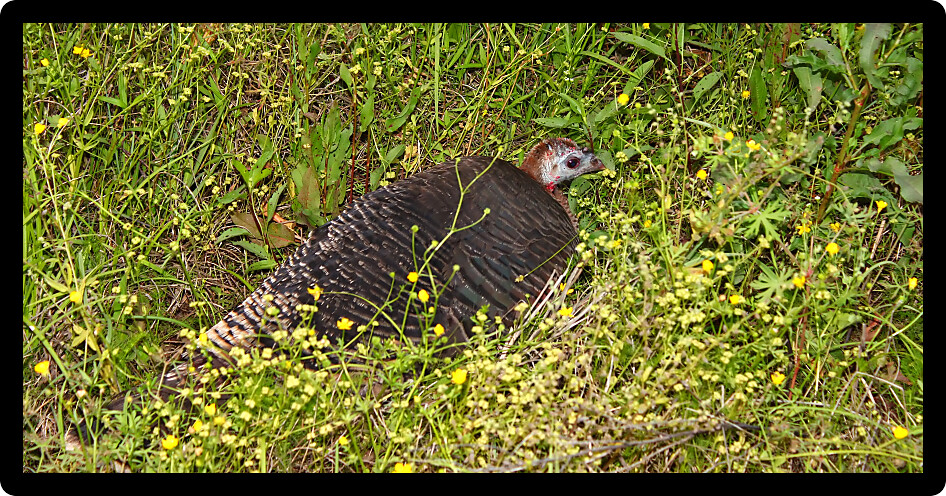 Wild Turkey (Meleagris gallopavo) hides in a prairie in northern Alabama.