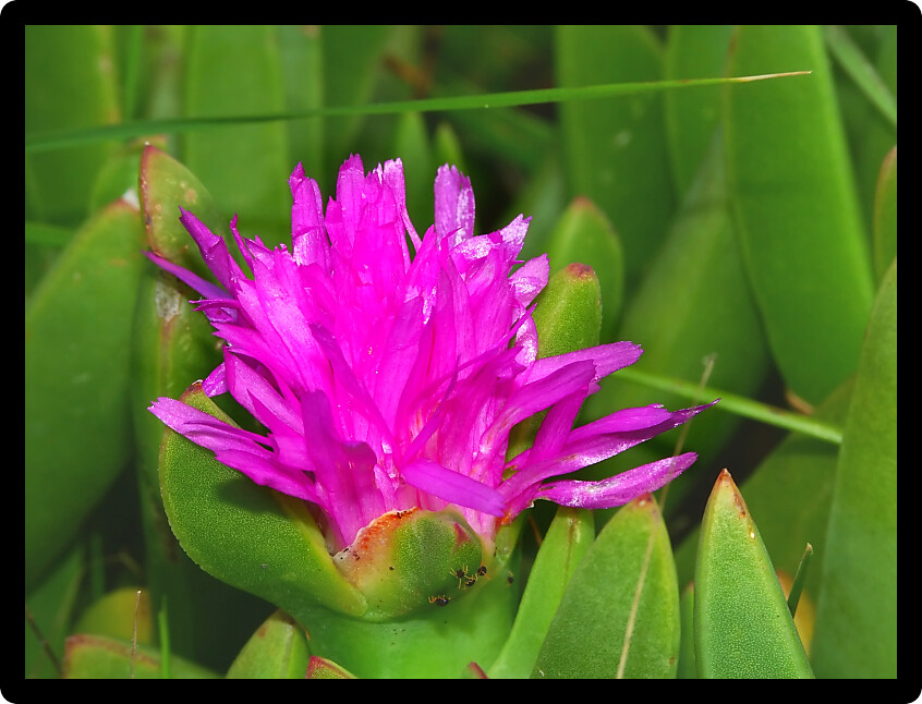 Pretty pink flower in Warrnambool Australia