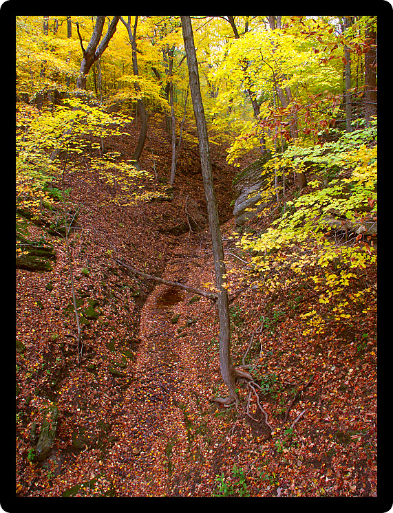 Deep gorge fills with falling leaves at Kishwaukee Gorge Forest Preserve in Illinois.
