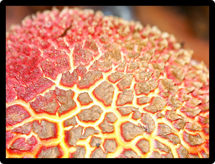 Strange formations in a fungus found in Queensland Australia.