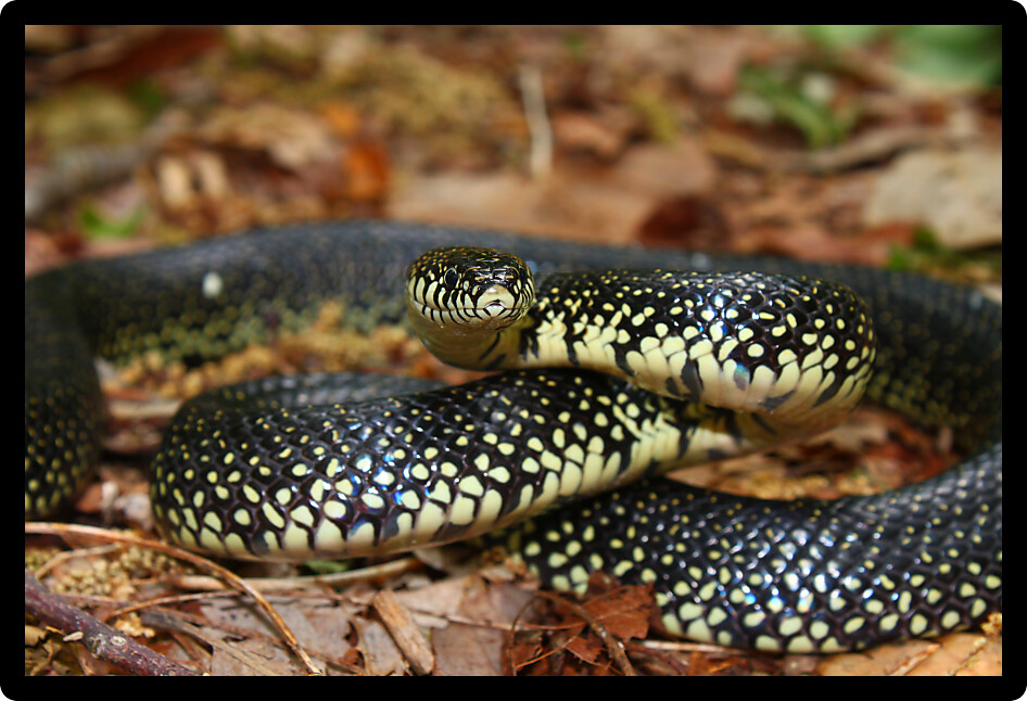 Black Kingsnake (Lampropeltis getula) in a natural environment of Alabama.