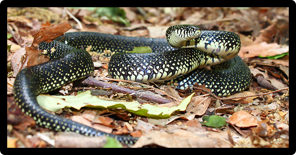 Black Kingsnake (Lampropeltis getula) in a natural environment of Alabama.