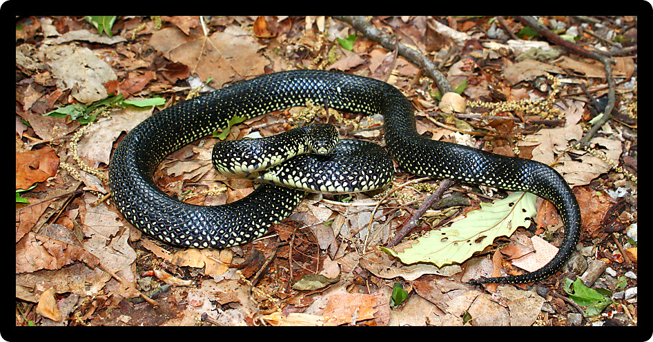 Black Kingsnake (Lampropeltis getula) in a natural environment of Alabama.