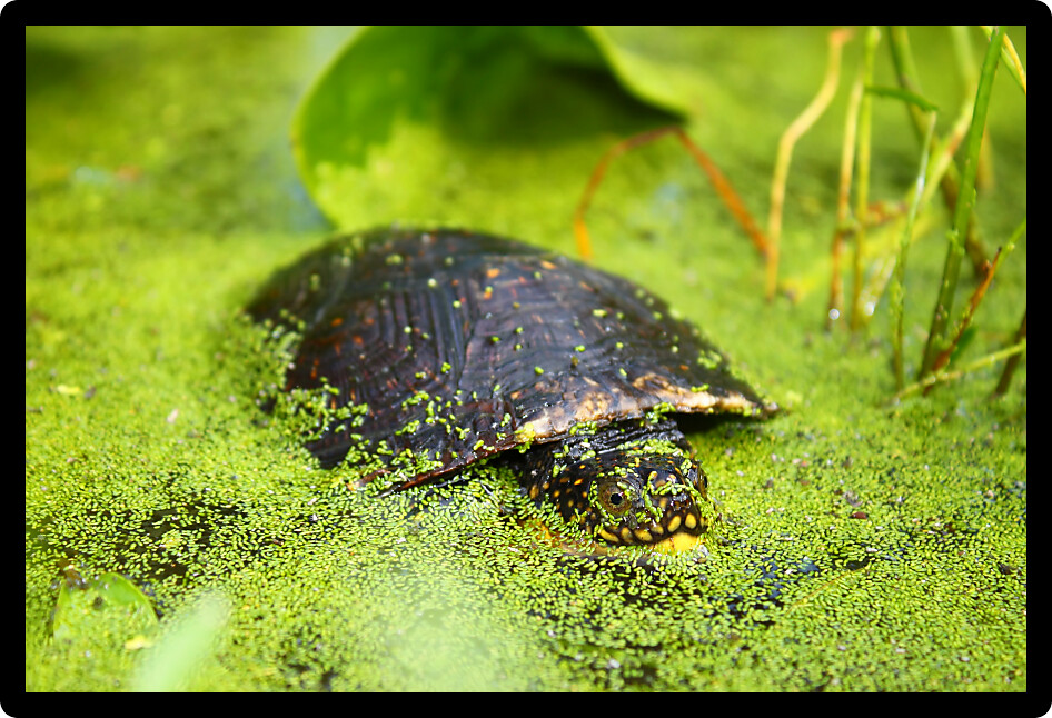 Threatened Blandings Turtle (Emydoidea blandingii) surveys the marsh in Illinois.